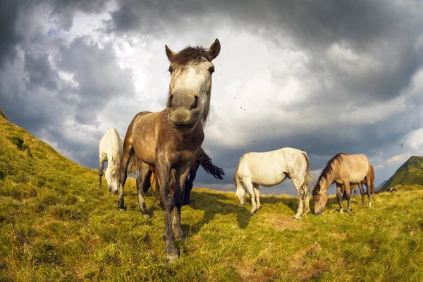 Horses on the mountain top — Stock Photo, Image