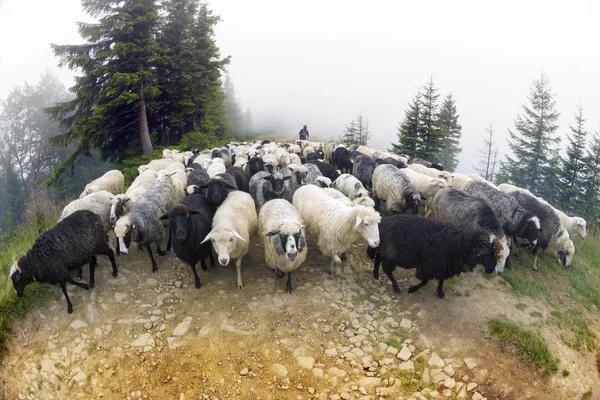 在雾中放牧绵羊 — 图库照片