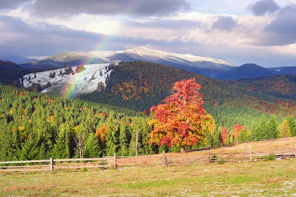 Forêt d'automne dans les montagnes — Photo