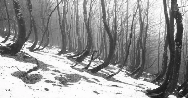 Nieve descongelada bajo hayas árboles —  Fotos de Stock