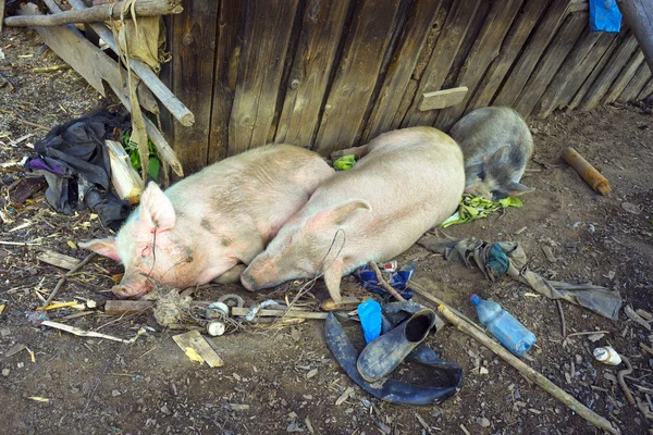 Satisfied thick pink pigs — Stock Photo, Image