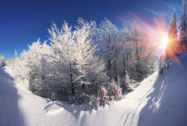 Українських Карпат snowy ліс — стокове фото