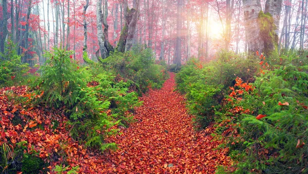 Beech forest in autumn — Stock Photo, Image