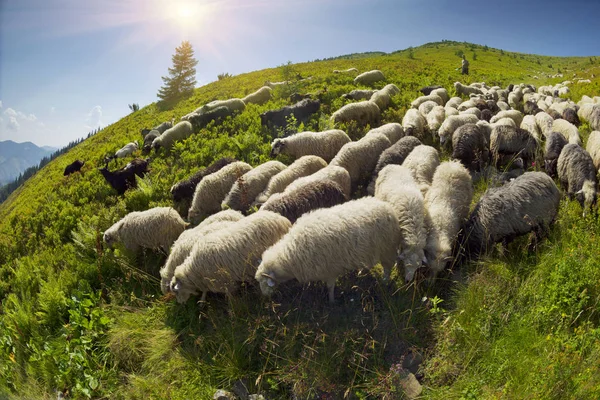 Dağ otlağındaki koyunlar — Stok fotoğraf