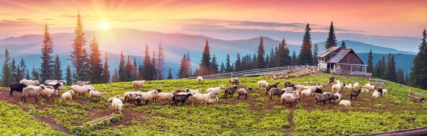 Herders en schapen in de Karpaten — Stockfoto