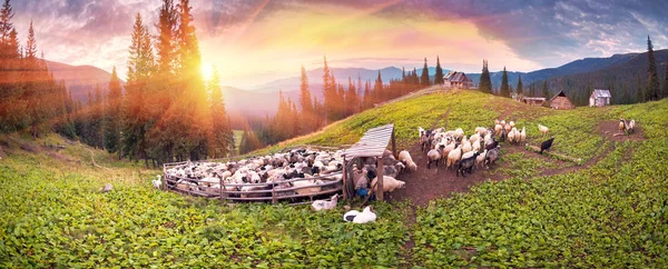 Пастухи і овець у Карпатах — стокове фото