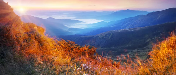 Rumput - landak di Carpathians — Stok Foto