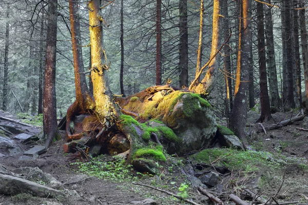 The mysterious wild forest — Stock Photo, Image