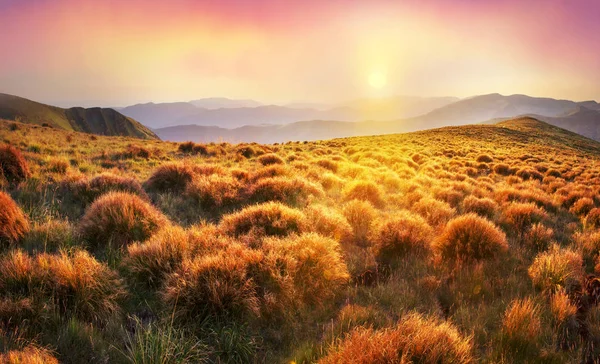 草 - カルパティア山脈のハリネズミ — ストック写真