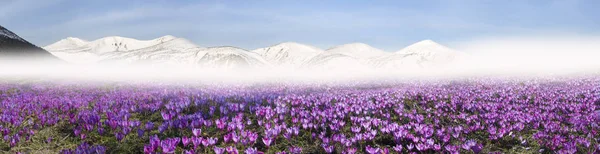 Champ de crocus au printemps — Photo