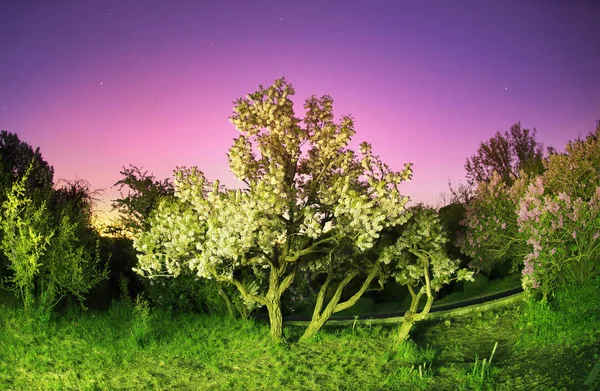 Lilas à la nuit romantique — Photo