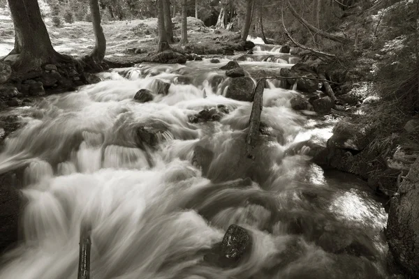 De rivier van de Karpaten in het bos — Stockfoto