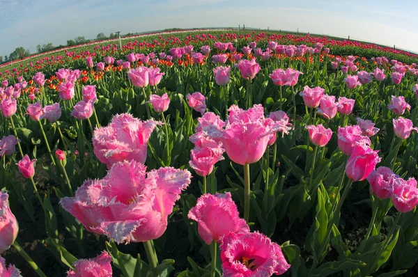 Campo di tulipani in montagna — Foto Stock