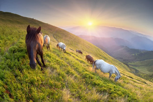 Cavalli tra le montagne soleggiate — Foto Stock