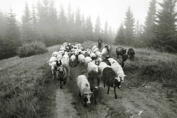 Foto en blanco y negro de ovejas — Foto de Stock