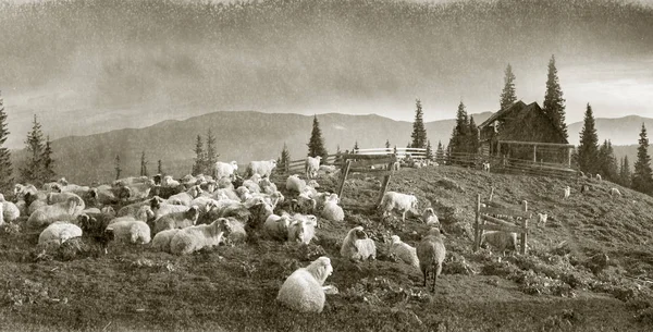 山の中の羊と古代の精神 — ストック写真