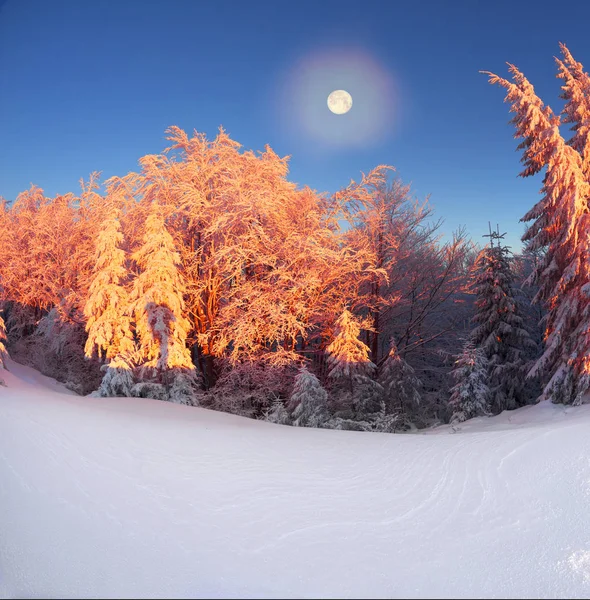 Arbre de Noël magique aux Carpates — Photo