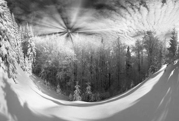 Льодом лісу в Карпатах — стокове фото