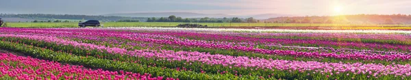 Tulipanes en la región de los Cárpatos —  Fotos de Stock
