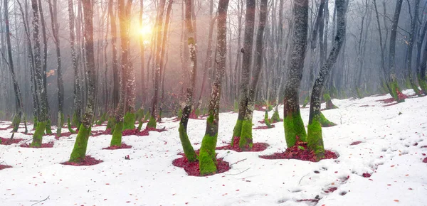 Nieve descongelada bajo hayas árboles — Foto de Stock