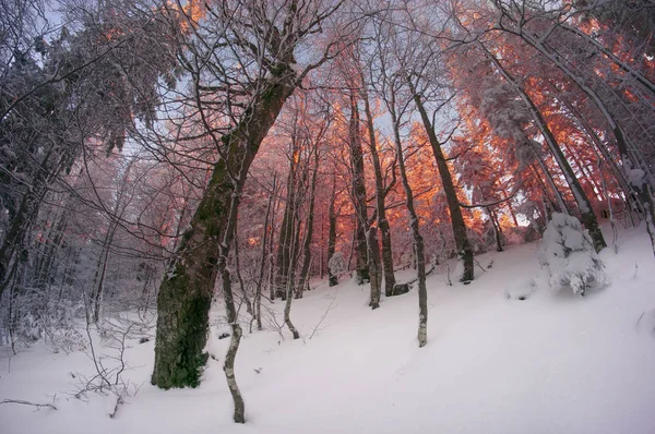 Frostiger Wald in den Bergen — Stockfoto