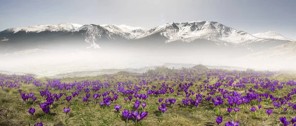 Krokusfeld im Frühjahr — Stockfoto