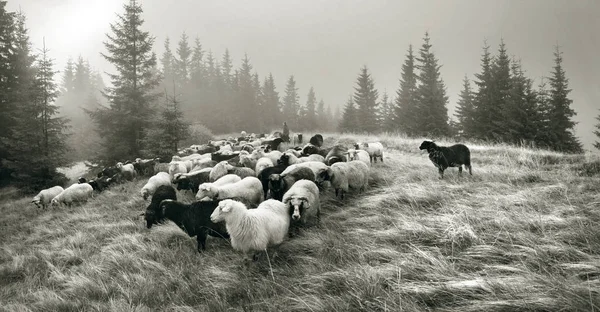 山の中の羊と古代の精神 — ストック写真