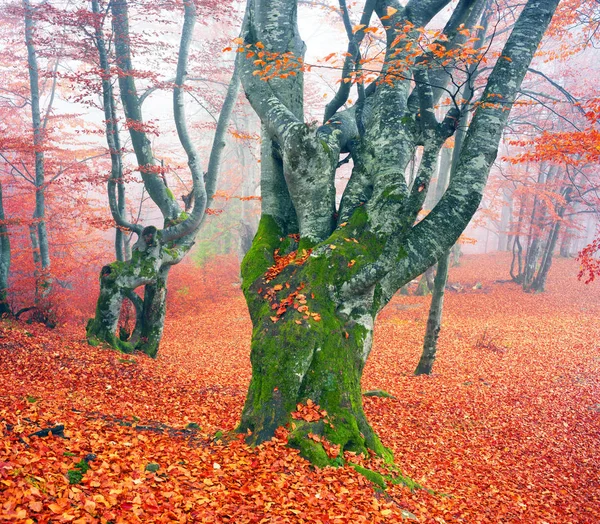 Bosque de haya en otoño — Foto de Stock