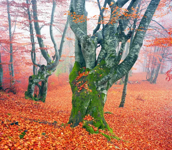 Floresta de faia no outono — Fotografia de Stock