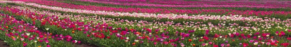 Tulipani nella regione dei Carpazi — Foto Stock