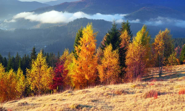 Осінь у Покутсько Буковинських Карпат — стокове фото
