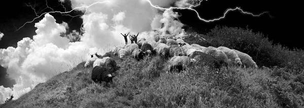 Божевільні пастухи в грозі — стокове фото