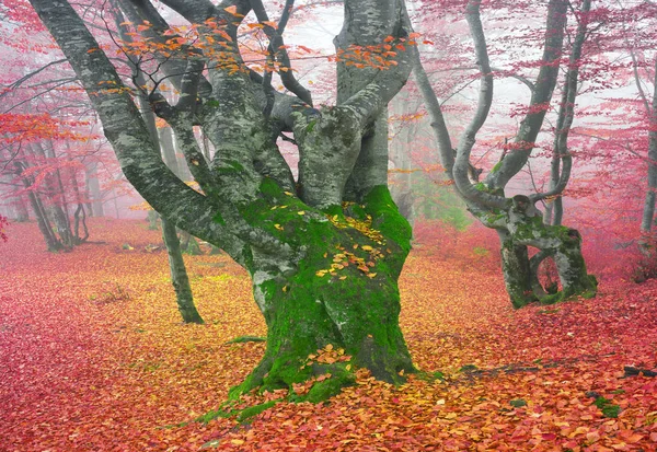 가을의 너도밤나무 숲 — 스톡 사진