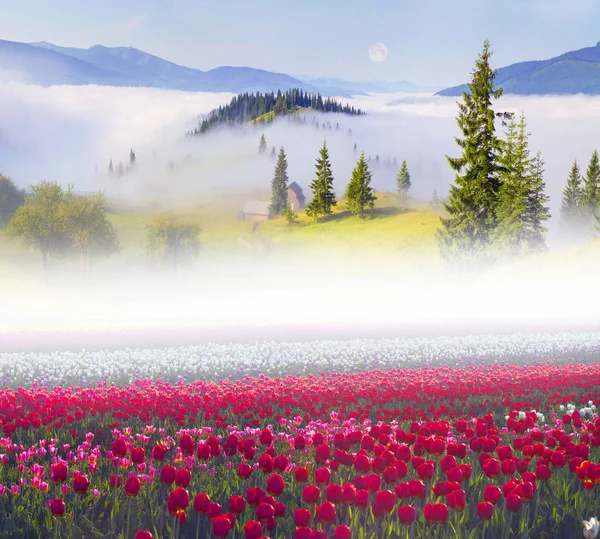 Fältet av tulpaner i Karpaterna — Stockfoto