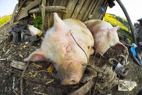 Memnun kalın pembe domuzlar — Stok fotoğraf