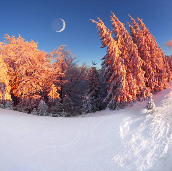 カルパティア山脈の魔法のクリスマス ツリー — ストック写真