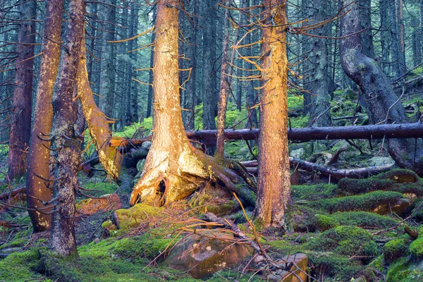 A misteriosa floresta selvagem — Fotografia de Stock