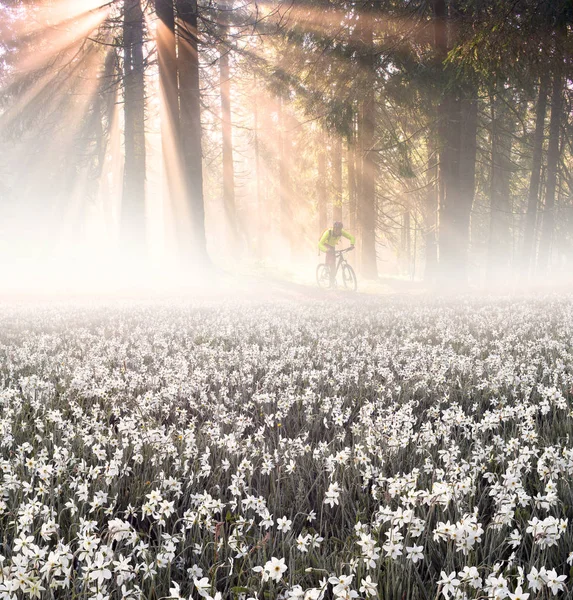 Blommor fält i den soliga dagen — Stockfoto