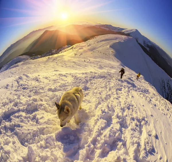 Escalador con perro en invierno Cárpatos —  Fotos de Stock