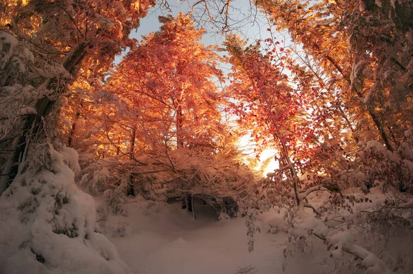 Frostiger Wald in den Bergen — Stockfoto