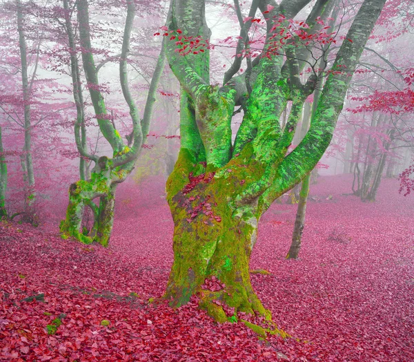 Bosque de haya en otoño —  Fotos de Stock