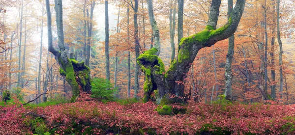 Bokskog på hösten — Stockfoto