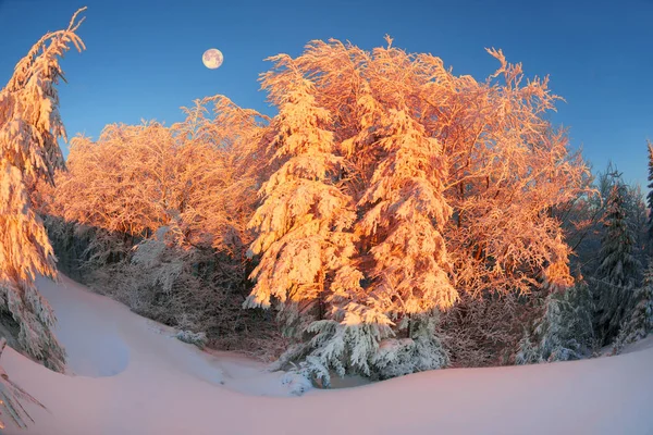 Árbol mágico de Navidad en Cárpatos — Foto de Stock