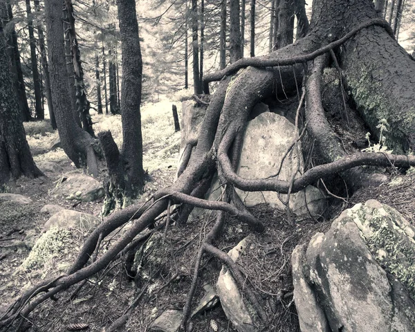 Таинственный дикий лес — стоковое фото