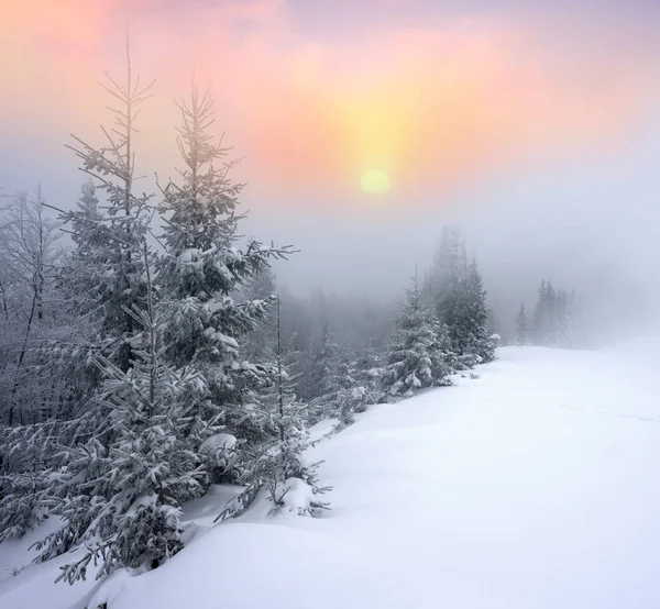 Nebel und Frost in den Karpaten — Stockfoto
