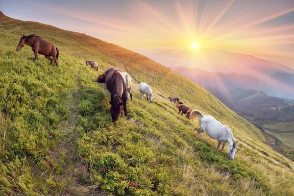 Hästar i soliga bergen — Stockfoto