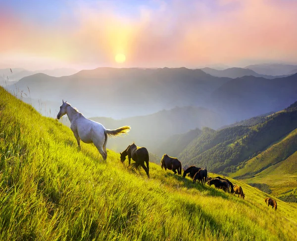 Chevaux au sommet de la montagne — Photo