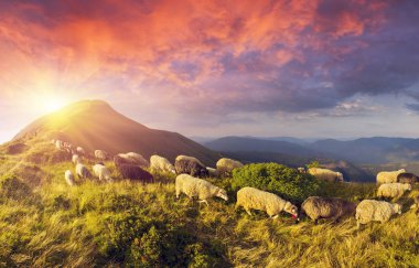 Sheep on a mountain pasture clipart