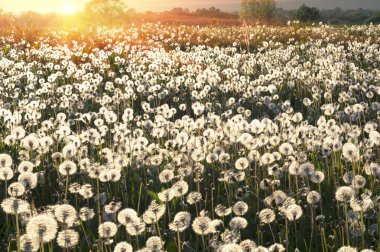Dandelions field at sunrise clipart