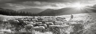 Black and white photo of sheep clipart